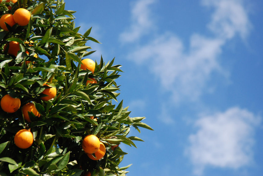 Gegen Protektionismus: Der europäische Baum muss Früchte tragen können
